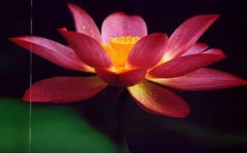 Khai thị Nghiêm Tử Kham